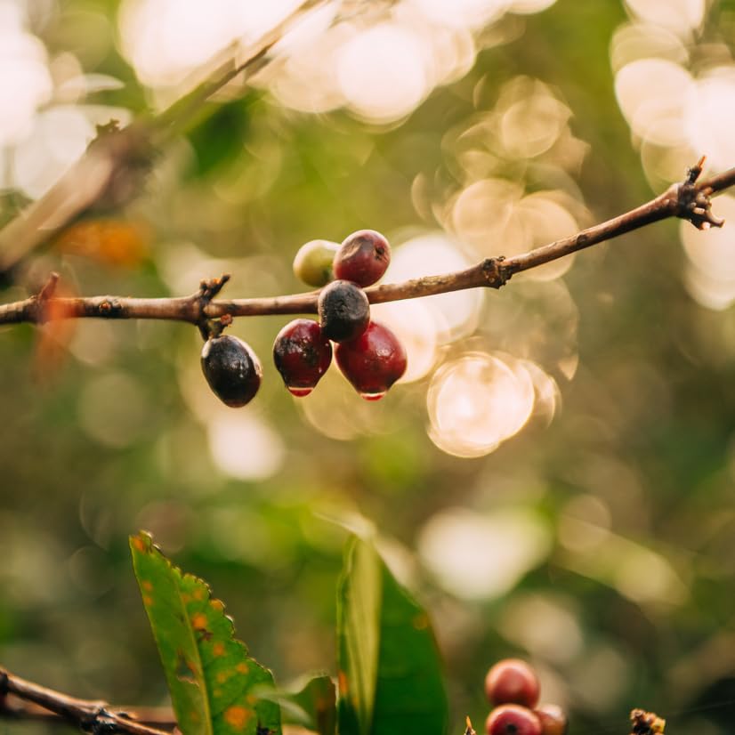 Single Origin Ethiopia Medium-Light Roast - Ground Coffee