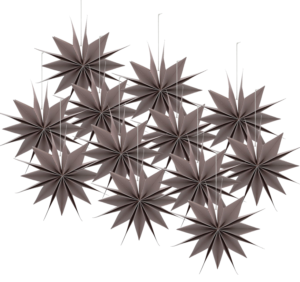 Star Capella (12 Pack)