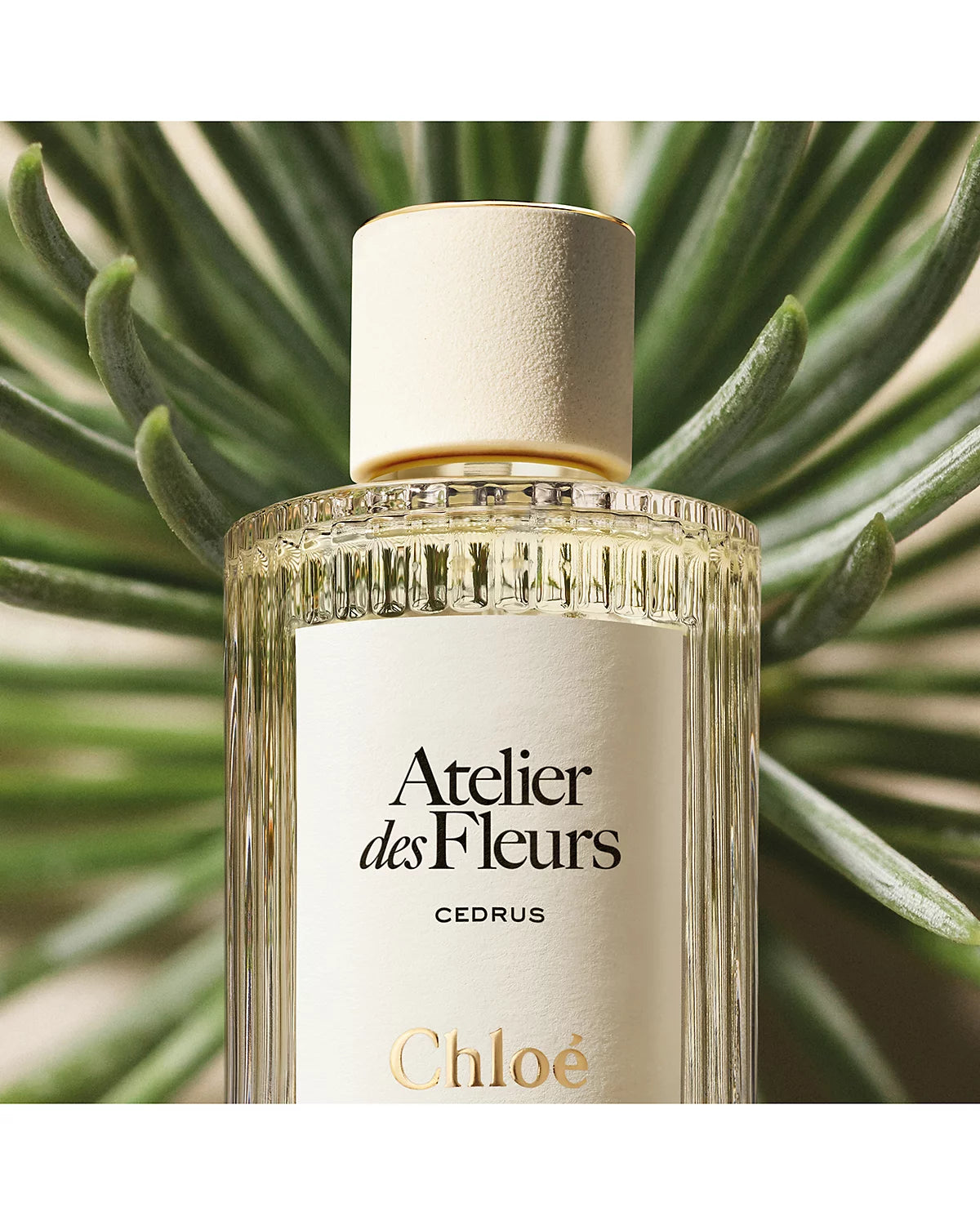 Chloe Atelier Des Fleurs Cedrus EDP Spray – Martie