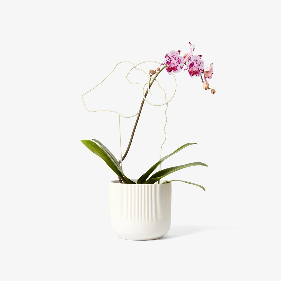 708389998580r2311zon