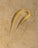 14boshandwashambrenoir0121300x1660a0d5d6b3-c75e-4ccd-ae23-ffd40cd165a1