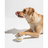 wovmstudiopdptennisballwhitedog02web-1-cropped
