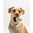 wovmstudiopdptennisballwhitedog01web-1-cropped