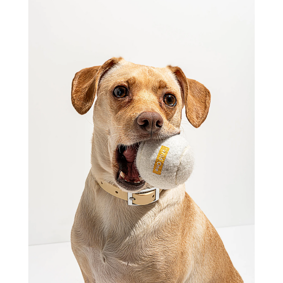 wovmstudiopdptennisballwhitedog01web-1-cropped