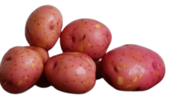 Red Potato Small