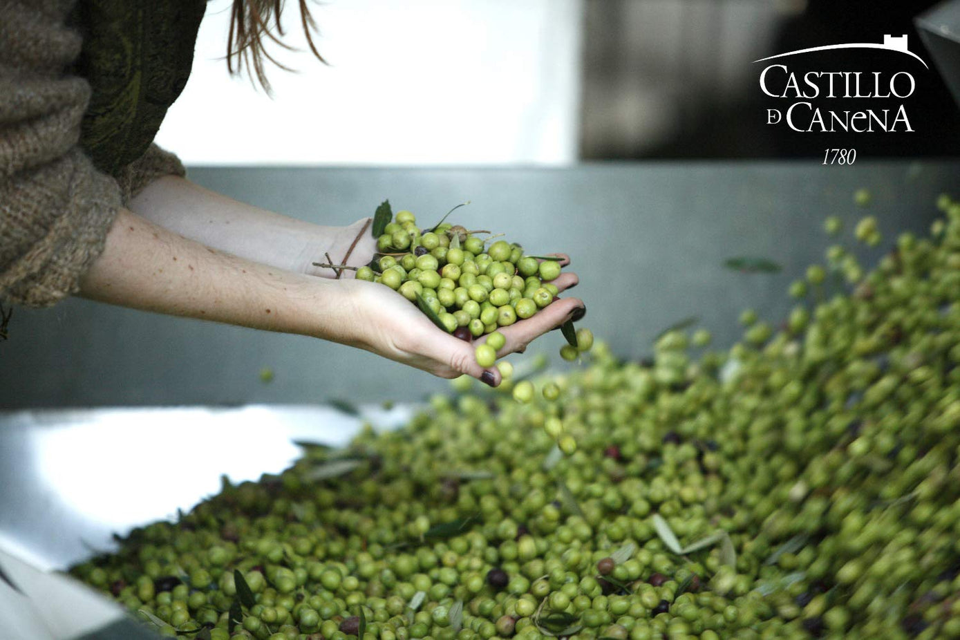 First Day Harvest Picual Extra Virgin Olive Oil