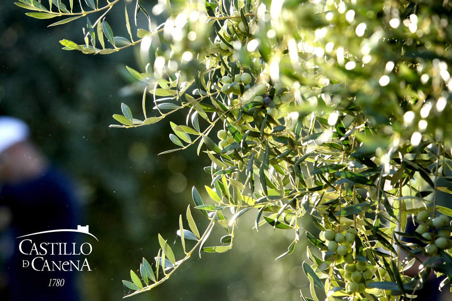 First Day Harvest Picual Extra Virgin Olive Oil