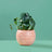 Disco Ceramic Planter - Medium / Terracotta