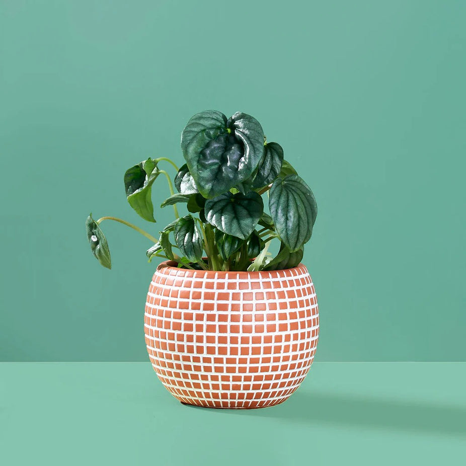 Disco Ceramic Planter - Medium / Terracotta