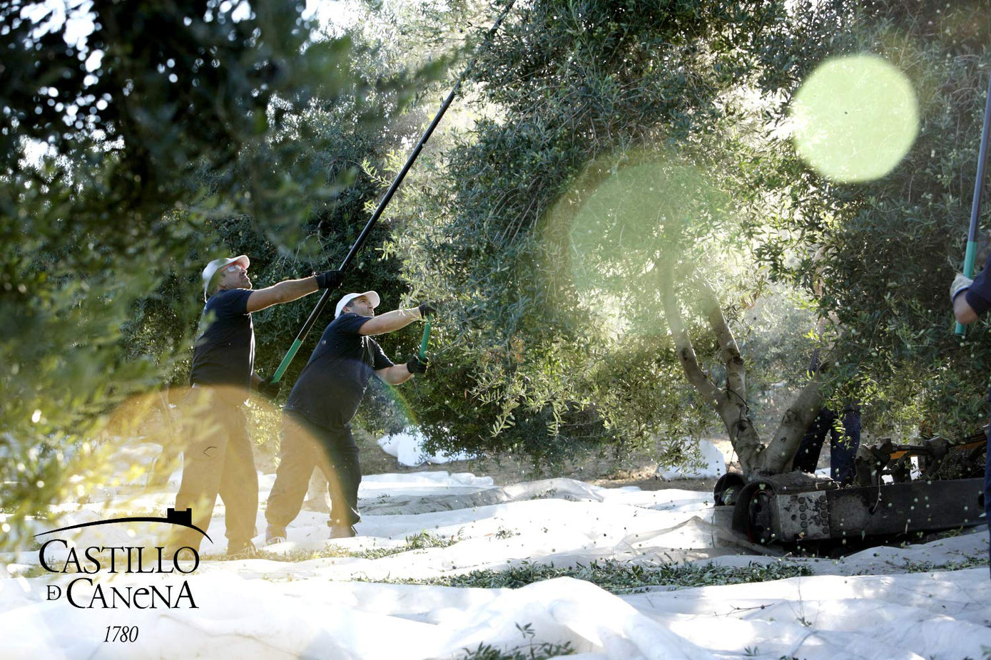First Day Harvest Picual Extra Virgin Olive Oil