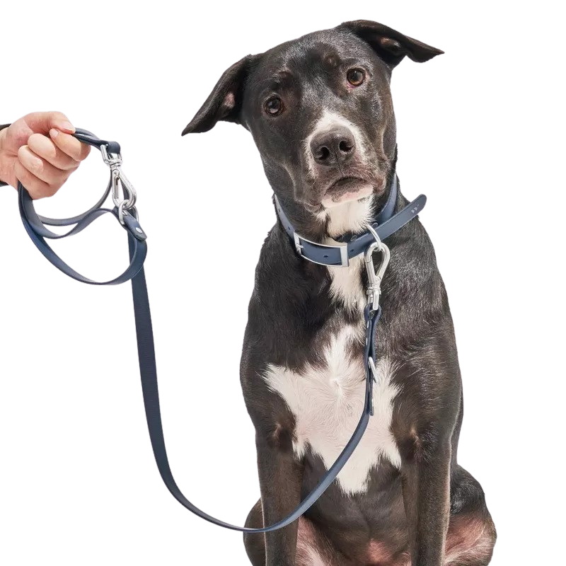 Clear Coated- Standard Leash