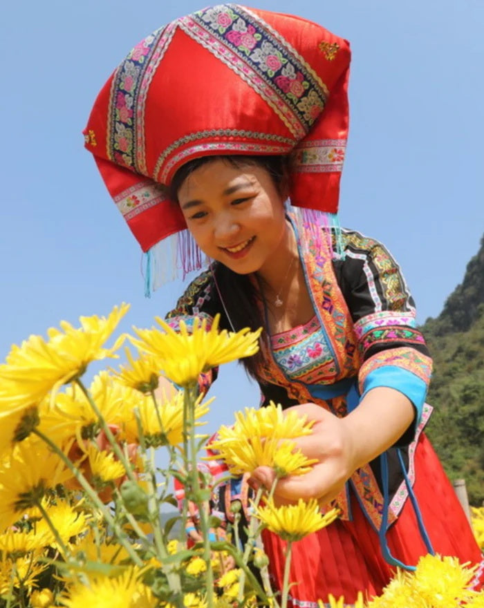 Royal Chrysanthemum Tea (9 CT)