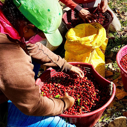 Organic French Roast Ground Coffee