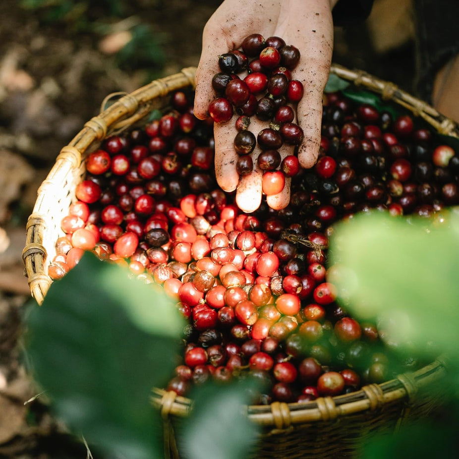 French Roast Dark Roast Whole Bean Coffee