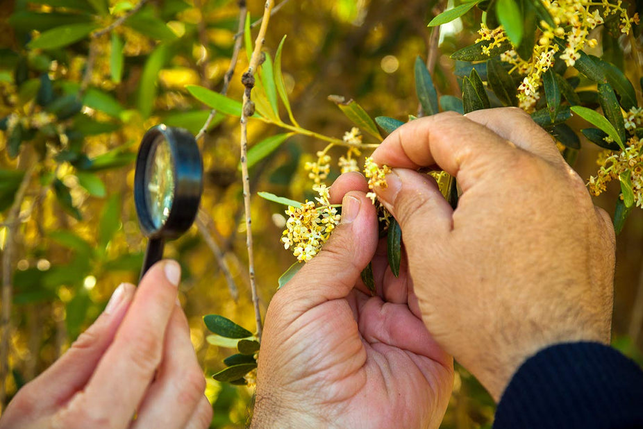 First Day Harvest Picual Extra Virgin Olive Oil