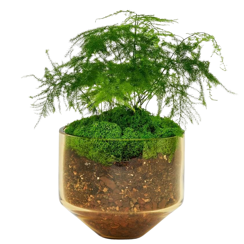 Model Three Planter - Amber