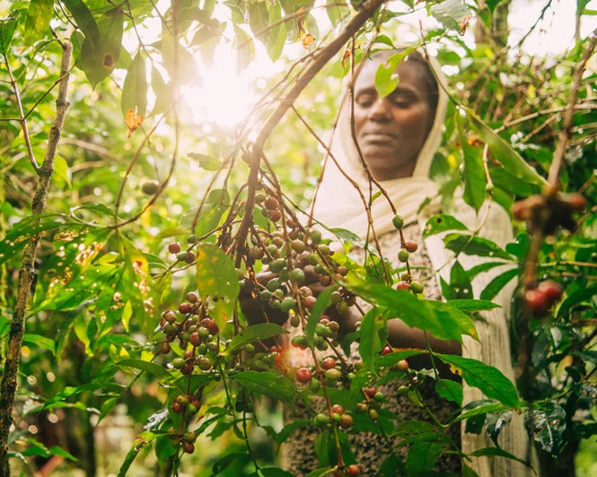 Single Origin Ethiopia Medium-Light Roast - Whole Bean Coffee