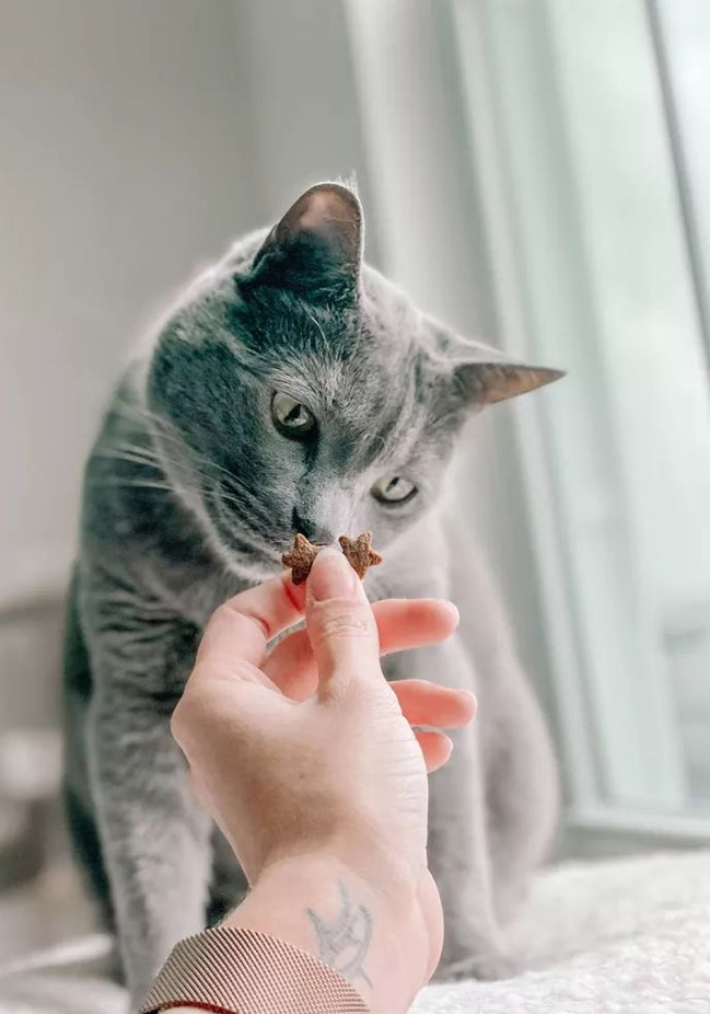 Chuck it Out BBQ Crunchy Cat Treat