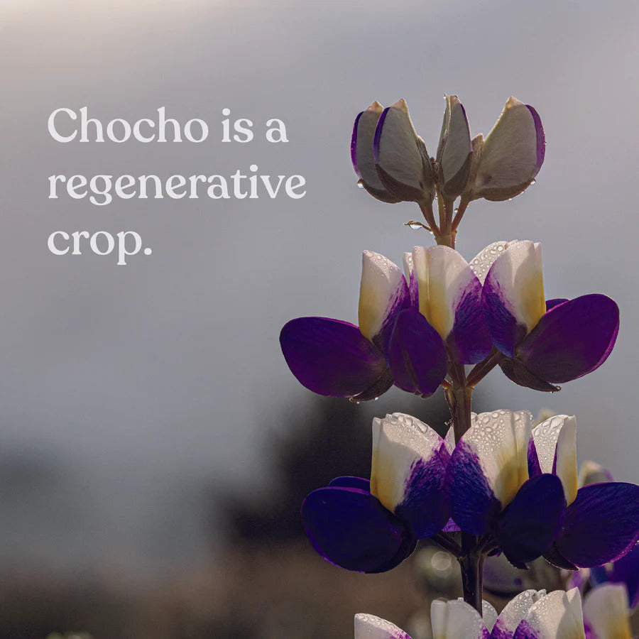 Pure Chocho Protein Powder